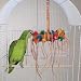 BONKERS - Brainy Bird Wild Series Toys