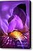Purple Bearded Iris Canvas Print / Canvas Art - Artist Paul W Faust Impressions of Light