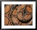 Detail of the Scales and Design of a Brazilian Rainbow Boa National Geographic Collec...