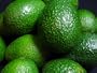 Avocado-Hass
