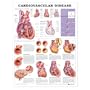 Cardiovascular Disease Anatomical Chart Paper Unmounted