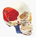 Deluxe Scientific Anatomical Model : Adult Skull With Coloured Muscular Zone