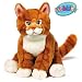 Orange Tabby