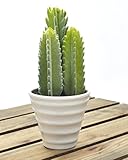 PLATA ディスプレイ 用 ミニ サボテン 【 J 】 人工 観葉植物 グリーンポット