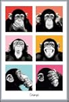 The Chimp - Poster - Pop + Wechsel-Ra...