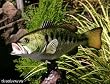 Taxidermy 20" Fiberglass Large Mouth Bass Fish Statue