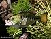 Taxidermy 20" Fiberglass Large Mouth Bass Fish Statue