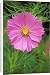 Canvas Prints of Cosmos Bipinnatus - Psycho . July flowering from Ardea Wildlife Pets