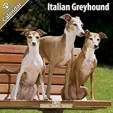 Kalender 2011 Italienisches Windspiel Italian Greyhound