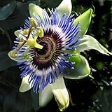 PASSIFLORA caerula Blue Passion flower 15 Plus Seeds