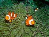IMAGE OF Western Clown Anemonefish Swim Among the Tentacles of a Magnificent Sea Anemone Premium Photographic Poster Print by Wolcott Henry, 24x32