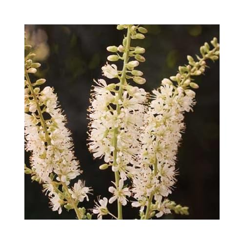 Clethra Vanilla Spice