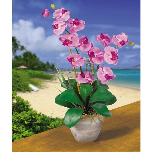 Double Stem Phalaenopsis Silk Orchid Arrangement