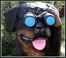 Rottweiler mit Fernglas,Spanner Deko Innen und Außen
