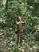 Member of the Penan Tribe with Blowpipe, Mulu Expedition, Sarawak, Island of Borneo, Malaysia Photographic Poster Print by Robin Hanbury-tenison, 18x24