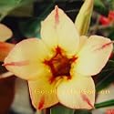 9GreenBox - Very Rare Grafted Adenium Desert Treasure Gold House Plant Bonsai