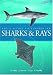 Field Guide to Australian Sharks and Rays