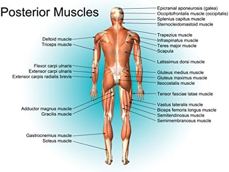Muscular System Anatomical Art For Home Room Hall Wall Print Decoration poster 32x24"