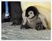 ブロマイド写真★ドキュメント映画『皇帝ペンギン』赤ちゃんペンギン: イギリス、アメリカからの輸入版ブロマイド写真。折れないように送ります。送料は梱包料込みで340円になります。(1回のご注文で何枚でも同じ送料です!!)