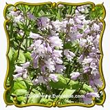 1 Oz Calico Beardtongue (Penstemon calycosus) Bulk Wildflower Seeds