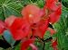 Mandarin Hat Plant Holmskioldia sanguinea Unique Red Blooms
