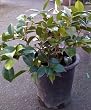 Camellia Daikagura Variegated Five Gallon Plant