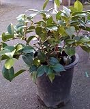 Camellia Daikagura Variegated Five Gallon Plant