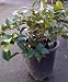 Camellia Daikagura Variegated Five Gallon Plant