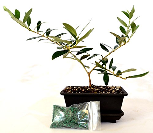9GreenBox - Olive Tree Bonsai with Water Tray and Fertilizer 9GreenBox - Olive Tree Bonsai with Water Tray and Fertilizer