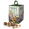 100 Flower Bulb Gift Box with 6 Different Bulb Varieties