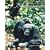 Essentials of Physical Anthropology (with InfoTrac )
