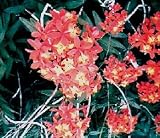 Epidendrum radicans 266a