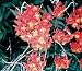 Outdoor Living : Epidendrum radicans 266a