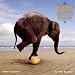 Gray Matter: How to Stay on the Ball 2008 Wall Calendar by Bob Elsdale