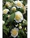 Photographic Prints of Camellia Jurys Yellow from Ros Drinkwater