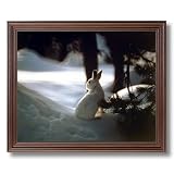 White Rabbit In Snow Under Tree Wildlife Home Decor Wall Picture Cherry Framed Art Print