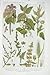 1919 Flowers Nettle Good King Henry Knotgrass Barley