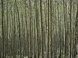 A Dense Forest of Skinny Birch Trees Photographic Poster Print by Todd Gipstein, 40x30