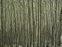 A Dense Forest of Skinny Birch Trees Photographic Poster Print by Todd Gipstein, 40x30