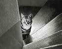 Katzen - Virgile Im Treppenhaus Von Marie Babey Poster Kunstdruck (30 x 24cm)