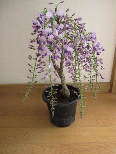 藤苗　ポット苗　開花は四月中頃 薄紫の藤の花と 香りが楽しめます