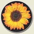 Yellow Sunflower Auto Coaster, Single Coaster for Your Car