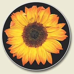 Yellow Sunflower Auto Coaster, Single Coaster for Your Car