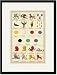 Black Framed/Matted Print 17x23, Heraldic Charges - Dragon, Harpy, Tyger, et al.
