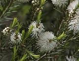 Eigenschaften Seedeo  / Australischer Teebaum ( Melaleuca alternifolia) 300 Korn