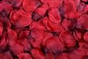 400 rote Rosenblüten Rosenblätter Streublumen Hochzeit Deko Valentinstag Fasching
