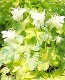 Aquilegia Italian Marble 40 Seeds - Shade Perennial