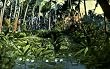 Ainahau Scene, Waikiki, Honolulu, Hawaii - Fine-Art Gicl&eacute;e Photographic Print - 8"x10" Enlargement from a Classic Vintage Postcard