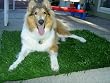 DOG MAT, ARTIFICIAL PETS MAT TURF MADE BY SYNTHETIC GRASS 4.36'X4.36' (19 SQF)