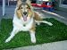 DOG MAT, ARTIFICIAL PETS MAT TURF MADE BY SYNTHETIC GRASS 4.36'X4.36' (19 SQF)
